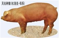 德阳杜洛克种猪价格，天兆猪业养猪系统工程*！
