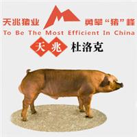 泸州种猪价格，天兆猪业养猪系统工程*！