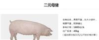 湖南种猪价格，天兆猪业母猪年均出栏25头！