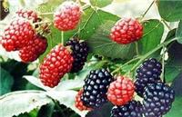 Extractos de antocianina Mulberry Mulberry