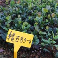 两年生油茶苗,油茶树,高产油茶,茶子树,茶油种植,优质油茶苗