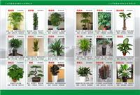 广州市办公室绿化盆栽租售|绿植租摆|水族养护免费上门设计