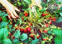 供应四季草莓种苗