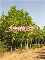 Wholesale 2014 Jining 15 cm Fatong with soil ball Fatong Price