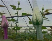 广州塑料网套/玫瑰花保护网套质地柔和，透明度佳，弹性好