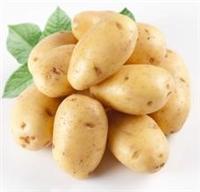 河北马铃薯种薯&马铃薯种子价格&农科院土豆种子培育中心