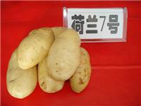 供应大西洋一级土豆种子脱毒高产抗病土豆种子土豆种子价格