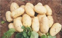 供应优质高产中熟土豆种子价格