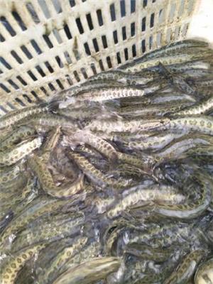 微山湖黑鱼养殖及黑鱼苗孵化技术