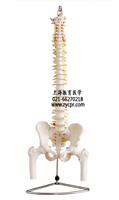 脊椎附骨盆半腿骨模型,脊椎盆骨模型