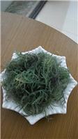 澳洲青鹿角藻
