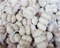 Seeds of garlic white garlic seed price -2014 Academy scheduled