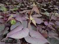 Purple potato virus-free generation of sweet potato seedlings wholesale prices seedlings base