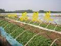 Generation of virus-free sweet potato seedling supply businesses seedlings reservation
