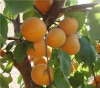 杏的价格金太阳杏陕西产地批发价格