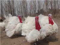 苗禽养殖，火鸡大型孵化场所养殖技术指导荷风畜禽养殖