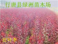 Hebei Hongye Li vendre plants