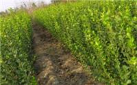 Jiaodong Euonymus specifications - Jiaodong Euonymus low price - Henan Martial garden nursery supply base