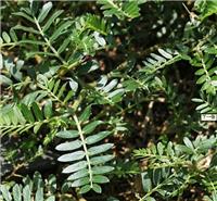 West An Chenyang supply [Tribulus Terrestris Extract]