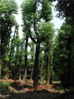 香樟，20公分香樟树价格，优价优质益阳绿鑫园林