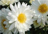 A large number of offers: chrysanthemum extract 4:1, scattered wind heat, Liver eyesight