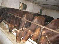 What is the price of meat calves Shandong