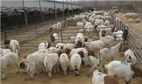 波尔山羊什么价格羊羔养殖技术