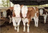 肉牛犊什么价格黄牛养殖
