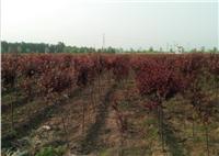 山东红叶李树，优质红紫叶李小苗，5cm红紫叶李
