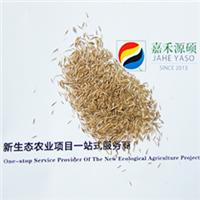 降低果园管理成本,增加土壤**质— —北京嘉禾源硕鼠茅草400-865-6978