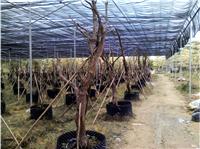 果树大棚-果树栽培温室-果树栽培温室技术参数