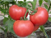 Das Unternehmen bietet importierte Tomatensamen / Robeco - Tomatensamen / rosa Frucht - Tomatensamen