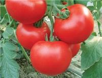 供应北番305-高抗ty番茄种子