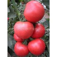 Bieten langfristige Import von Tomatensamen / gro?en roten Beeren - Tomatensamen / unbegrenztes Wachstum f?rmigen Samen Ruiguan