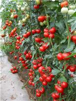 供应进口黑曼-黑番茄种子