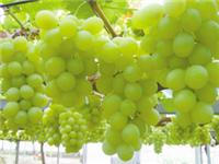 无核白葡萄新疆特色葡萄采购葡萄价格优惠