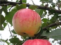 山东苹果种植基地苹果上市品种
