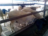 杜泊羊价格，养殖前景