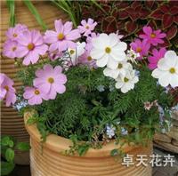 波斯菊种子 波斯菊种子出售 波斯菊种子供应 沭阳卓天花卉