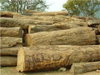 南美木材/非洲木材/东南亚木材/北美木材进口报关清关代理公司