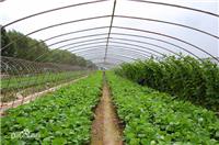 Wholesale vegetable cultivation, processing, inexpensive vegetable cultivation, where to sell