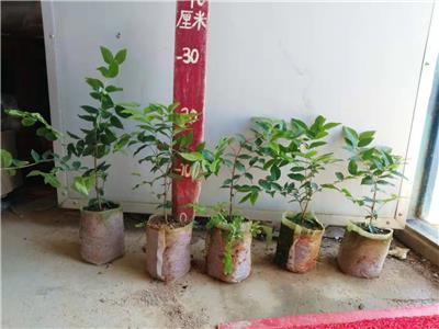 供应大鹏罗汉松树苗，中国香港红叶罗汉松苗，海岛罗汉松种子苗