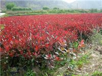 郴州青腰园林，大力发展红叶石楠
