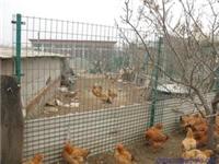 山东铁丝网围栏|散养鸡围栏|围栏网规格|围栏网价格
