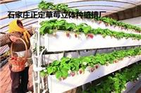 正定供应现代农业草莓立体种植槽