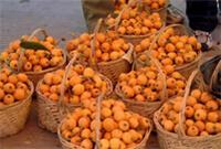 Kim Chambers loquat loquat picking picking price Suzhou Xishan Park