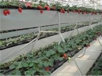 无土栽培草莓槽，基质无土栽培槽，种植园立体栽培槽价格优惠