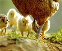 养殖管理软件 鸡肉一条龙管理系统解决方案 上海麦汇