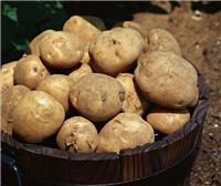 中熟荷兰十五土豆种子价格