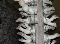 Mushroom mesh